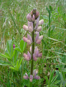 Lupinus hispanicus